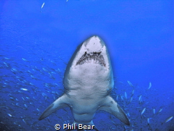 Sand Tiger by Phil Bear 